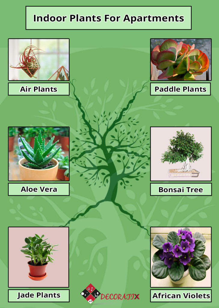 indoor plants for apartments