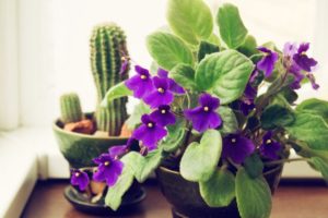 african violets plant
