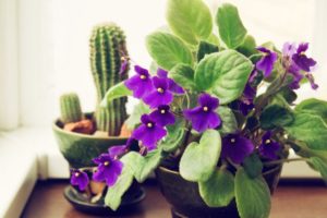 african violets plant