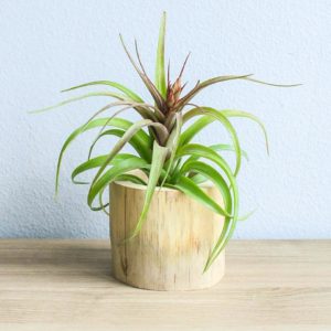 air plant