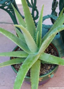 aloe Vera plant