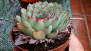 echeveria plant