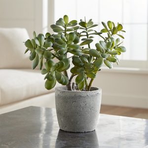 jade plant