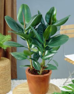 rubber tree plant