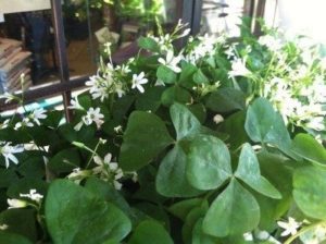 shamrock plant