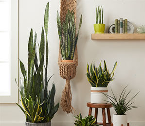 snake plant