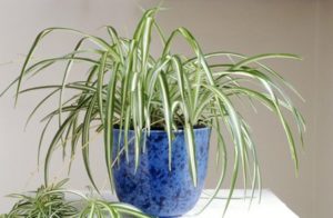 spider plant