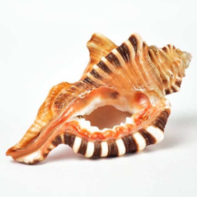 Shell It Up Ganesh
